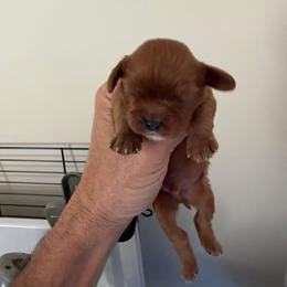 Red collar boy - Ruby male Cavalier King Charles Spaniel puppy in Troy, Michigan from Summer Cavaliers
