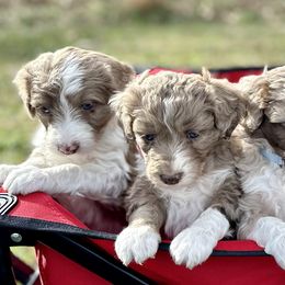 Aussiedoodles, Miniature Australian Shepherds, Poodles, and Toy Australian Shepherds from Sandy Creek Kennels