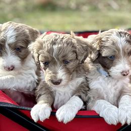 Aussiedoodles, Miniature Australian Shepherds, Poodles, and Toy Australian Shepherds from Sandy Creek Kennels