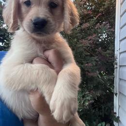 Orange collar - Golden female Golden Retriever puppy in Jesup, Georgia from Painted Platinum Retrievers (Painted Platinum Kennel) PPK