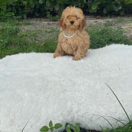 Bambi - Apricot male Poodle puppy in Florida from Puppies Forever 💙❤️🐶