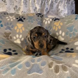Dachshund Puppies from Rockin Mountain Hounds