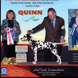 GCH Quinn - Dalmatian
