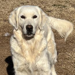 Aspen - Golden Retriever