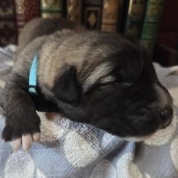 Girl 4- Light Blue - Fawn female Anatolian Shepherd Dog puppy in La Grange, Georgia from Florida Anatolian Shepherds