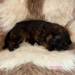 Pricilla - Sable female German Shepherd puppy in Hillsboro, Indiana from Salty Raccoon Ranch German Shepherds