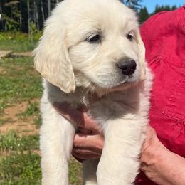Golden Retrievers from Stump Patch Retrievers