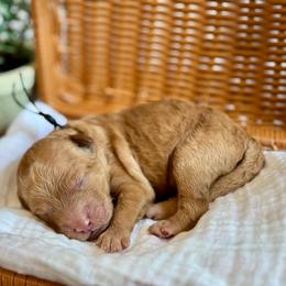 Black - Red  male Goldendoodle puppy in Hesperia, Michigan from Red Acres Poodles & Doodles