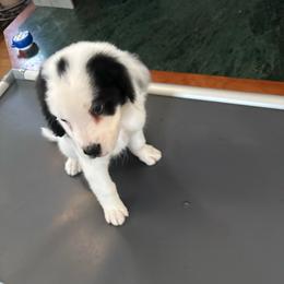 Dark blue - Black and white female Saint Berdoodle puppy in Walbridge, Ohio from Jeff's St Berdoodles