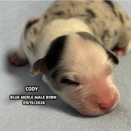Cody - Blue merle male Australian Shepherd puppy in Bethany, Connecticut from Wynter Thyme Manor Australian shepherds