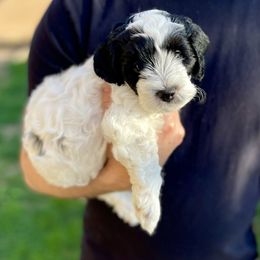 Aussiedoodle Puppies from Aussie Doodles Arizona