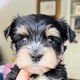 Noir Black Tri Black Tan White boy ESA limes Free 1 month Insurance - Black male Miniature Schnauzer puppy in Temple, Texas from Schnauzers Of Taylor