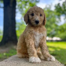 Hawk - Apricot male Goldendoodle puppy in Pittsburg, Texas from Grace Springs Goldendoodles
