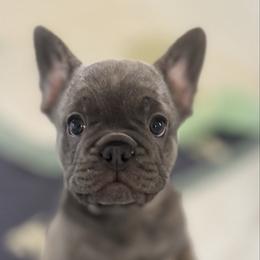 Girl 2 - Fawn female French Bulldog puppy in Norwalk, Ohio from The Frenchie Ravine Connection LLC
