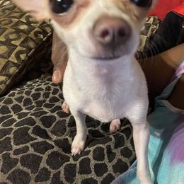 Chihuahua Puppies from Pittsburgh Paw Prints