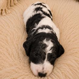 Snoopy - Parti male Poodle puppy in Dover, Delaware from Dogtastic Poodles