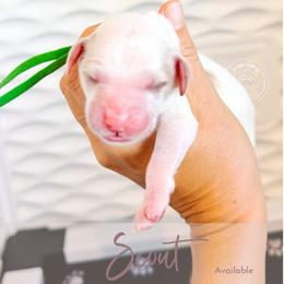 Scout - Cream male Goldendoodle puppy in Mahomet, Illinois from Jordan Family Doodles