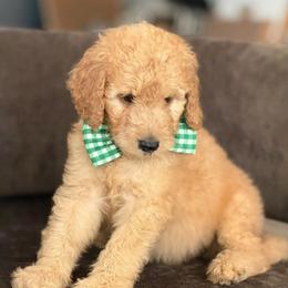 Green collar boy - Apricot male Goldendoodle puppy in San Diego, California from Southside Doodles