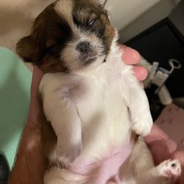 Shorkie Puppies from Strong Puppies