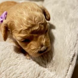 Poodle and Shih Tzu Puppies from Amarilys ShihTzus & Poodles