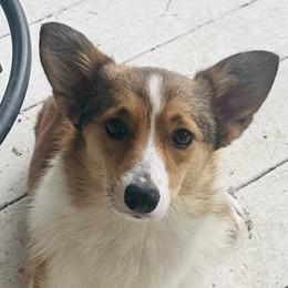 Elfy - Pembroke Welsh Corgi