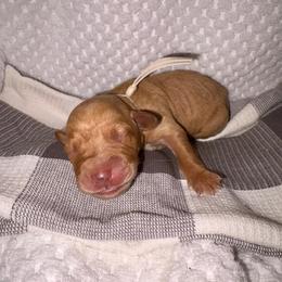 Gray - Yellow female Labrador Retriever puppy in Heath Springs, South Carolina from Rich Hill Retrievers