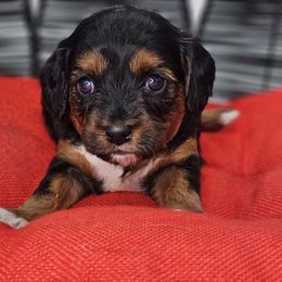 Miss Red - Black and white female Cavapoo puppy in Georgetown, Texas from Mc Doodles of Texas LLC