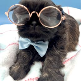 Hersey - Brindle male Shih Tzu puppy in Rhode Island from Sacred Light Shihtzu