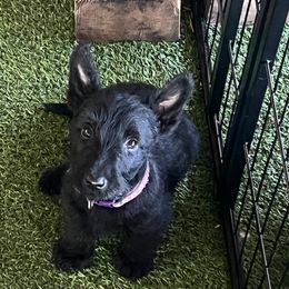 Scottish Terrier Puppies from Miranda Maynard