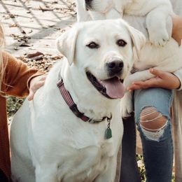 Elsa - Labrador Retriever