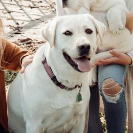 Elsa - Labrador Retriever
