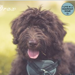 Drax  - Australian Labradoodle