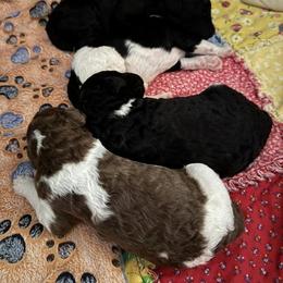 Poodle Puppies from Candace Yakes