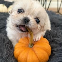 Dolly Pawton - Cream female Pekingese puppy in Grass Valley, California from Northridge Pekingese