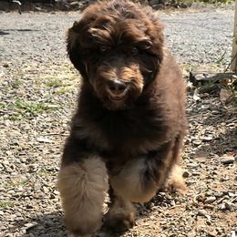 Mocha - Phantom male Goldendoodle puppy in Eugene, Oregon from Oregon's Legendary Goldens