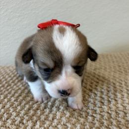 ANYA AKC - Sable female Pembroke Welsh Corgi puppy in Hinton, Oklahoma from Green Cloud Ranch
