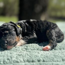 Peppermint Fizz - Phantom female Poodle puppy in Arkoma, Oklahoma from My Muse Poodles