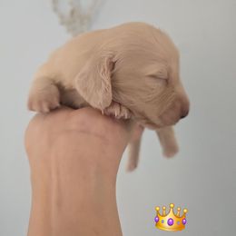 Pumpkin - Cream male Dachshund puppy in Nine Mile Falls, Washington from River Run Doxies