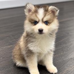 Mochi - Gray and white male Pomsky puppy in La Verne, California from Red Cedar Pomskies