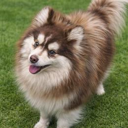 Jack Jack - Red and white male Pomsky puppy in New Lenox, Illinois from Illinois Poms