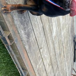 Rottweilers from Aruna Rottweilers