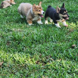 Pembroke Welsh Corgi puppies from AW Corgis