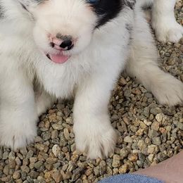 Border Collie Puppies from Balmoral Border Collies