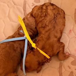 Goldie - Red  female Goldendoodle puppy in Covington, Louisiana from MyKy Puppies