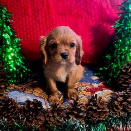 Major - Ruby male Cavalier King Charles Spaniel puppy in Pennsylvania from Julie's Cavalier King Charles Spaniels