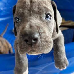 Jeff Buckley - Blue male Great Dane puppy in Wimberley, Texas from Heart of Texas Great Danes