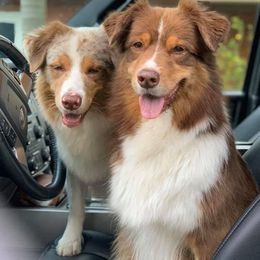 Australian Shepherds from Te Amo Australian Shepherd