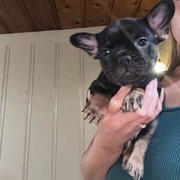 Eloise - Black and tan female French Bulldog puppy in Bakersfield, California from Dreaming of Dachshunds