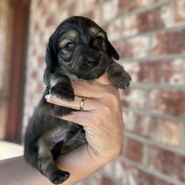 Boy 1 - Cream male Dachshund puppy in Deming, New Mexico from FoxieDoxies of New Mexico