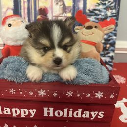 Zeke - Tri-color male Pomsky puppy in Piedmont, South Carolina from Carolina Pomskies LLC